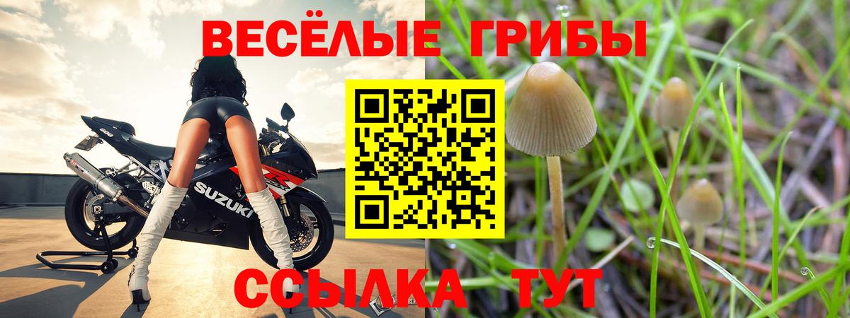 Псилоцибиновые грибы Cubensis Братск